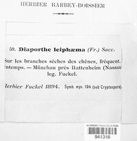 Diaporthe leiphaema image